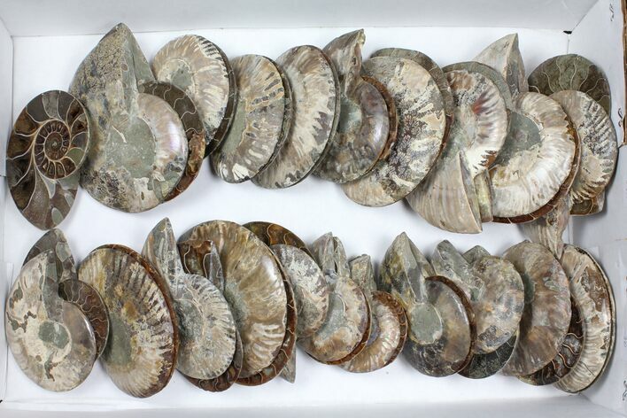 Lot: - Polished Ammonite Halves (Grade B/C) - Pieces #101438